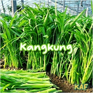 Biji benih Sayur Kangkung 120 biji Water Spinach seed