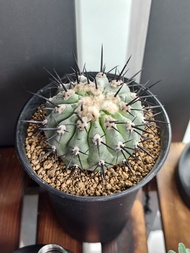 黑王丸 多肉塊根植物