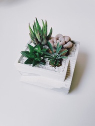 白色階梯-多肉/仙人掌 水泥盆栽組