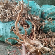 Small Rhododendron Branches Aquarium Root Decoration Micro Landscape Rhododendron Roots Rhododendron