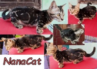 Kucing munchkin genetta (cebol x bengal) marble hitam