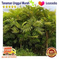 Bibit Tanaman Pohon Kiara Payung Pinisium $$##