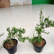 Diskon Tanaman Bonsay Mini | Tanaman Serut | Tanaman Bonsai