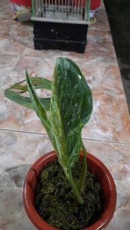 Monstera Adansoni Varigata - Janda Bolong Variegata