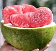 Selamat Datang Ditoko Kami Bibi Jeruk Pamelo Madu🌱Merupakan jeruk yang berukuran jumbo 1kg n mirip s