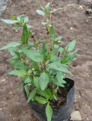 bibit tanaman daun kesum / laksa