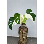 Monstera Albo Japan (HALF MOON)