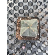 Augustfame - Astrophytum Myriostigma Nudum 4 Rib White 4角鸾凤玉 cactus 仙人球 succulent