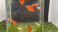 Albino Full Red Guppy