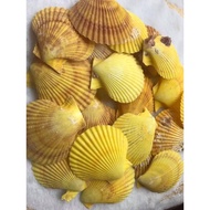 Natural Yellow Shell (Sold In A Bag Of 10 Pieces) Size 4-5 Cm.