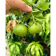 tanaman bibit jeruk limau