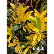 |Live Plant| POKOK BUNGA HIDUP/ Puding KARIPAP KUNING/ CROTON Plant