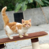 Kucing munchkin minuet pesek cebol jantan 