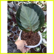 ♞,♘Available Live plants for sale (Calathea Rosy)