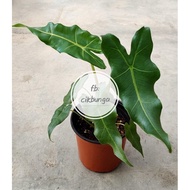 Alocasia sarian (real live plant)