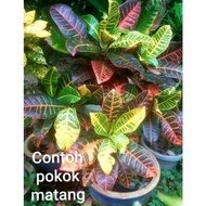 CROTON PETRA Anak Pokok Puding PETRA