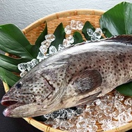 【漁夫鮮撈】 肥嫩石斑魚500g/尾，共5尾