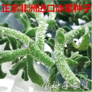 （Imported Seeds）Imported African Ice Dishes Crested Wheatgrass New Seeds Rare Family Potted Spring Vegetable Seeds Sprin