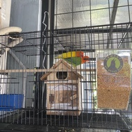 BURUNG LOVEBIRD SEPASANG DEWASA LUTINO + BIOLA GRAND