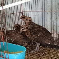 Ayam Hutan Merah Anakan buat avviary
