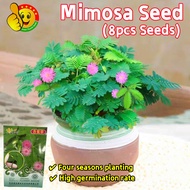 100% Original Mimosa Seeds for Sale (Fresh 8pcs Seeds) Rare Mimosa Plant Seed Pachira Dwarf Mimosa P