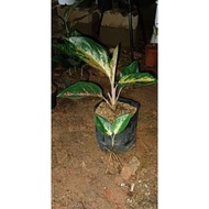 paket aglaonema sultan Brunei dan Kochi kuning padslu 9037eg