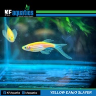Yellow Danio Slayer Fish | 5pcs / 10pcs | 2cm-3cm |