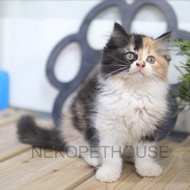 Kucing Persia Longhair Calico 3 Warna Betina Anak Kucing Kucing Ras