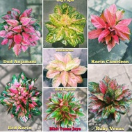 Bunga Aglonema paket 7 warna 
