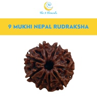 100% Original / Genuine Nepal 9 Mukhi ( 9 Faces/ 9 Mugam) Rudraksha Bead With Lab Certificate | The 