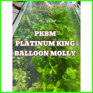 ➷ ۞ ∷ AQUARIUM PLANTS AND DECOR FOR PKBM(PLATINUM KING BALLOON MOLLY)