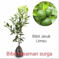 Bibit jeruk limau jeruk sambal