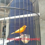 burung kenari merlok gacor dor full merah