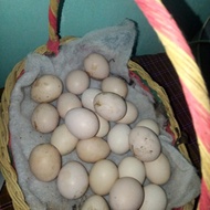 Telur Ayam Pelung Jumbo
