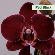 Anggrek Bulan Remaja (IMPORT) Tanaman Bunga Langka Anggrek Premium - Red Black