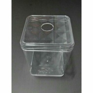 IKAN LAGA TANK/BETTA TANK/BEKAS IKAN LAGA