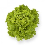 1000 Seeds - Seeds INVICTA RZ BATAVIA LETTUCE INVICTA RIJK ZWAAN