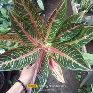 Aglonema red sumatra besar