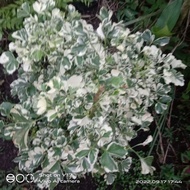 Variegated Papua plant