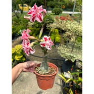 Adenium plant dlower  real live outdoor plant 富贵花 anak pokok kemboja hidup hiasan rumah luaran