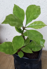 Anak Pokok Jarum 7 Bilah (tujuh duri) / 七星针苗