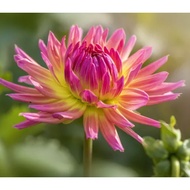 5 Biji Segar Benih Bunga Dahlia Karma Sangria Flower Dahlia Seed - 5 Seed