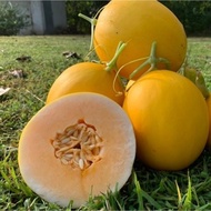 Queen golden melon seeds 30 seeds