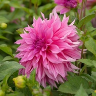 25 เมล็ด ดอกไม้ ดอกรักเร่ (ดาห์เลีย-Dahlia) ความรักที่ไม่มีวันสิ้นสุด Dahlia Seeds สายพันธุ์ Cafe au