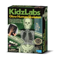 4M KidzLabs - Glow Human Skeleton