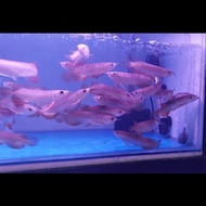 SALE TERLARIS!! ARWANA/AROWANA GOLDEN RED 10CM PACKING AMAN