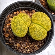 Lithops Lesliei mother plant 2cm+-C36a Twin Head 5cm pot Green Lithops With Pot黄绿紫勋生石花