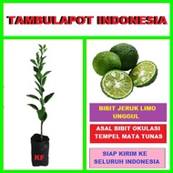 Bibit Tanaman Pohon Jeruk Limo Bibit Jeruk Limo Jeruk Sambel