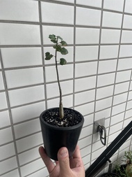 Commiphora namaensis