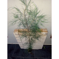 Pokok Rhu Pantai / Cemara / Casuarina equisetifolia